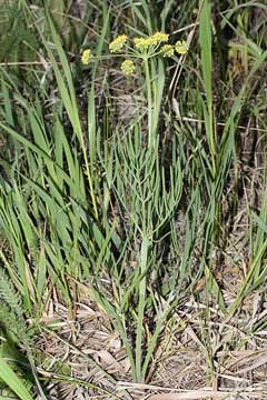 Lomatium triternatum Nineleaf Biscuitroot,  Broadnineleaf biscuitroot