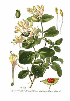 Lonicera caprifolium Italian Honeysuckle, Italian woodbine
