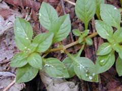 Ludwigia palustris Water Purslane, Marsh seedbox
