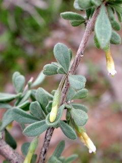 Lycium fremontii Arizona Wolfberry Lycium fremontii Arizona Wolfberry