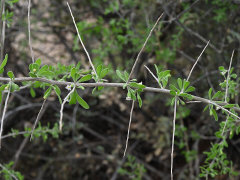 Lycium fremontii Arizona Wolfberry Lycium fremontii Arizona Wolfberry