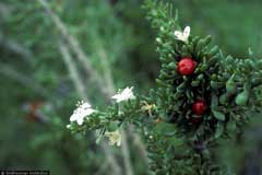 Lycium carolinianum Christmas Berry, 	Carolina desert-thorn
