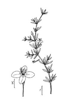Lycium carolinianum Christmas Berry, 	Carolina desert-thorn