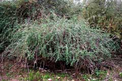 Lycium europaeum European tea-tree, Box thorn,