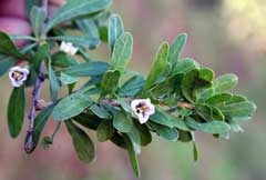 Lycium europaeum European tea-tree, Box thorn,