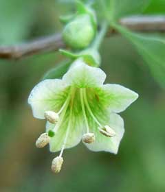Lycium pallidum Pale Wolfberry, Pale desert-thorn, Rabbit thorn