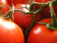 Lycopersicon esculentum Tomato