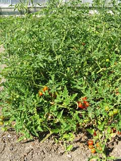 Lycopersicon pimpinellifolium Currant Tomato