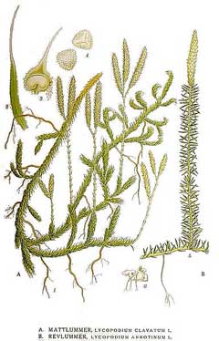 Lycopodium annotinum Stiff Club Moss