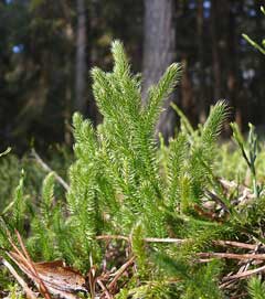 Lycopodium clavatum Common Club Moss, Running clubmoss