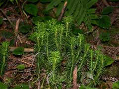 Lycopodium serratum Club Moss
