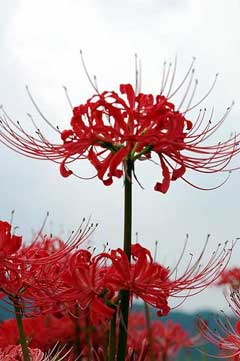 Lycoris radiata Spider Lily, Red spider lily, Nerine Lily, Short tube Lycoris