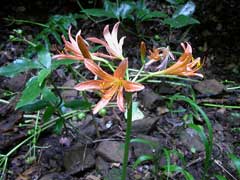 Lycoris sanguinea Spider Lily