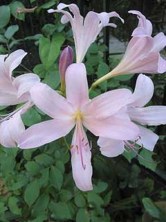 Lycoris squamigera Resurrection Lily, Hardy Amaryllis, Magic Lily, Autumn Lycoris, Naked Lady
