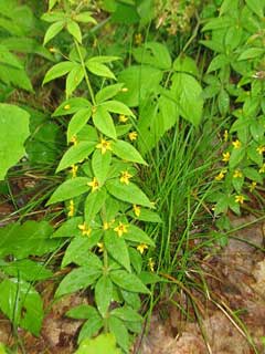 Lysimachia quadrifolia Whorled Yellow Loosestrife