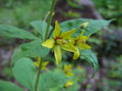 Lysimachia quadrifolia Whorled Yellow Loosestrife