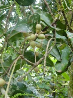 Macadamia integrifolia Macadamia, Macadamia nut