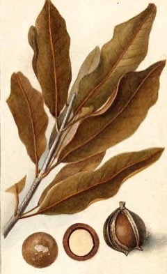 Macadamia ternifolia Macadamia Nut, Gympie nut