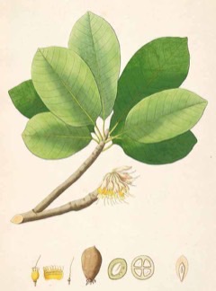 Madhuca longifolia Butter Tree. Mahua, Illipe