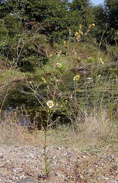Madia elegans Common Madia, Showy tarweed, Spring madia, Wheeler