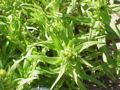 Madia sativa Chile Tarweed, Coast tarweed