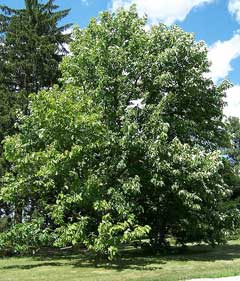 Magnolia Cucumber Tree, Cucumber Magnolia