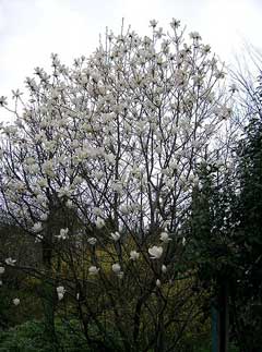 Magnolia denudata Lily Tree, Yulan Magnolia