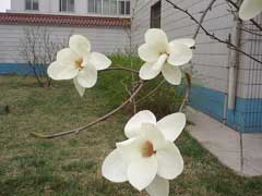 Magnolia denudata Lily Tree, Yulan Magnolia