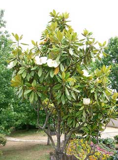 Magnolia grandiflora Southern Magnolia, Bull Bay, Large-flowered Magnolia, Southern  Magnolia