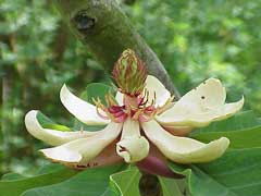 Magnolia hypoleuca Whitebark Magnolia