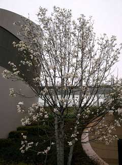Magnolia kobus Kobus magnolia, Northern Japanese Magnolia