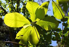 Magnolia officinalis Hou Po