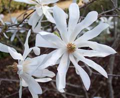 Magnolia stellata Star Magnolia