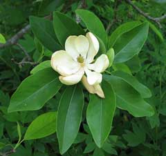 Magnolia virginiana Laurel Magnolia, Sweetbay