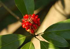 Magnolia virginiana Laurel Magnolia, Sweetbay