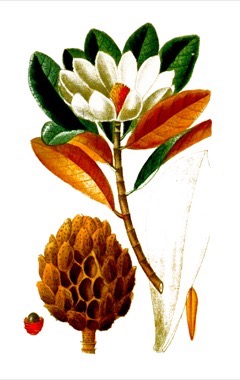 Magnolia dodecapetala Bwapen mawon