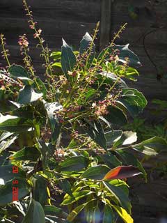 Mahonia gracilipes 