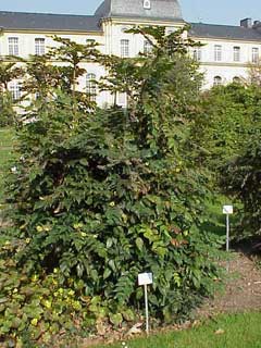 Mahonia japonica 