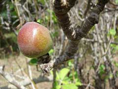 Malus pumila Paradise Apple, Common Apple, Apple Tree