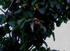 Malus tschonoskii Pillar apple, Crabapple