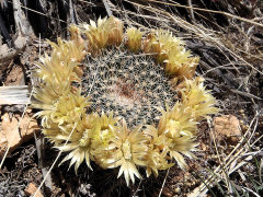Mammillaria heyderi Little Pincushion Cactus Mammillaria heyderi Little Pincushion Cactus
