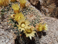 Mammillaria heyderi Little Pincushion Cactus Mammillaria heyderi Little Pincushion Cactus