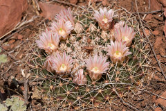 Mammillaria meiacantha Little Nipple Cactus Mammillaria meiacantha Little Nipple Cactus