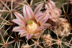 Mammillaria meiacantha Little Nipple Cactus Mammillaria meiacantha Little Nipple Cactus