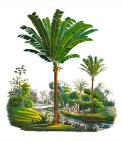 Manicaria saccifera Ubussu, Troolie Palm