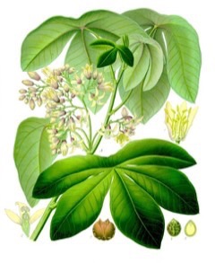 Manihot carthaginensis glaziovii Ceara Rubber Tree, Tree cassava