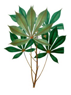 Manihot esculenta Cassava, Tapioca Plant, Yuca