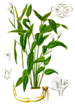 Maranta arundinacea Arrowroot