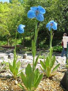 Meconopsis grandis Blue Poppy