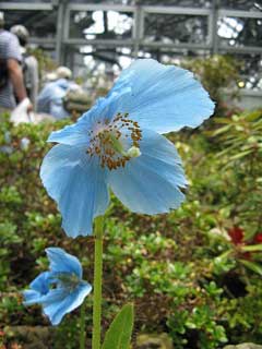 Meconopsis grandis Blue Poppy